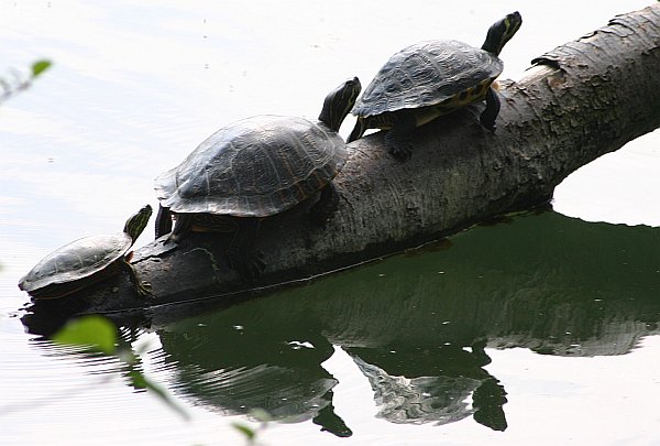 Schildkröten drei.jpg