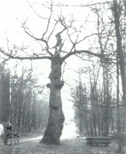 Foto und Bildtext von H. Hölker: "Die Napoleonbuche in der Hohen Mark. Mit einem Stammumfang von 4,10 m und einer Höhe von 20 m hebt sich heute der Torso (beim Sturm 1974 hat der Baum seine Krone verloren) aus der einförmigen Kiefernumgebung ab."