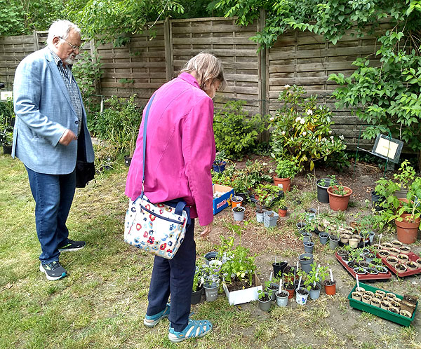 Datei:Stauden25 12.jpg