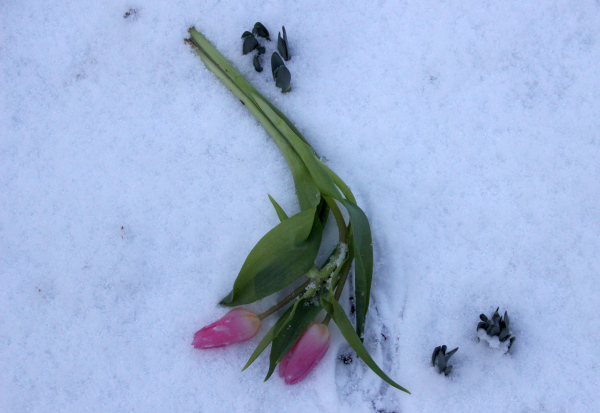 Datei:Kälteopfer Tulpe.jpg