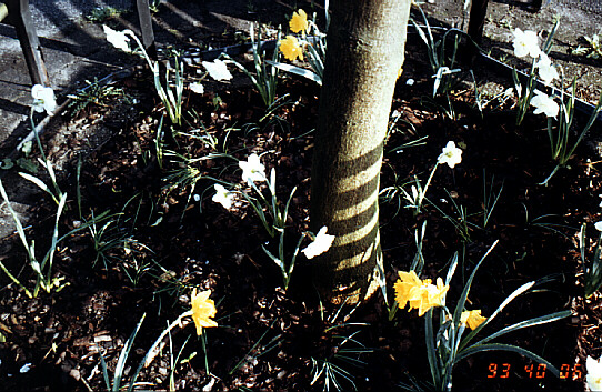 Datei:1993.06. Blumenzwiebeln.jpg