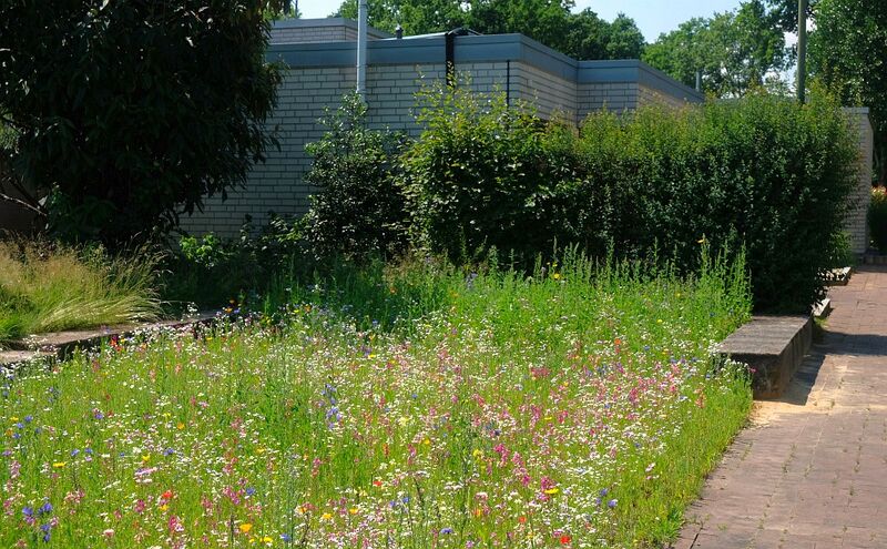 Datei:Blühecke statt Sandkasten.jpg
