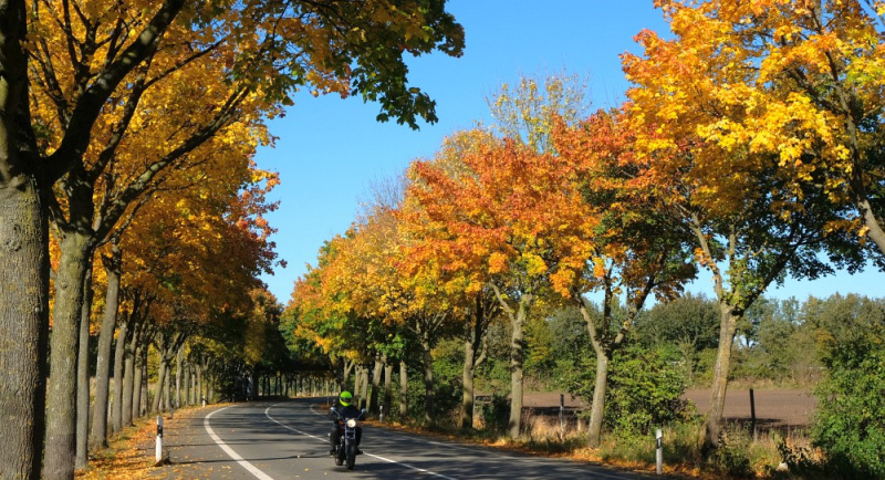 Datei:Marler Damm Herbstlaub.jpg