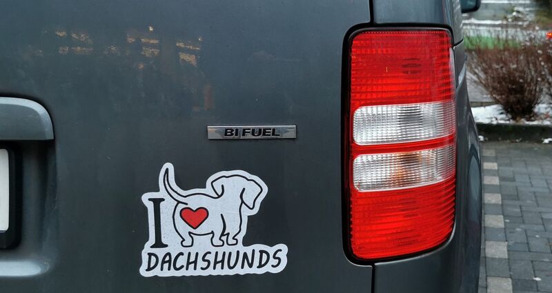 Datei:Dachshunds.jpg