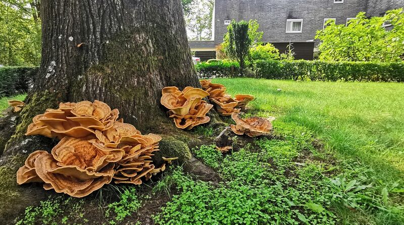 Datei:Riesenporling schwarze Finnstadt.jpg