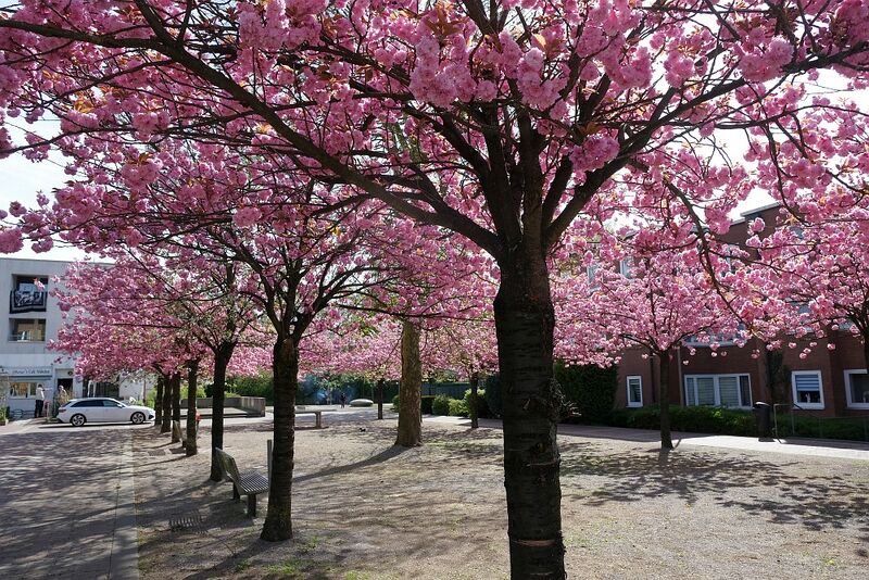 Datei:Kirschblüte Surickplatz 26.jpg