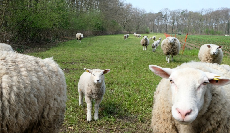 Datei:Schafe Schulte Spechtel.jpg