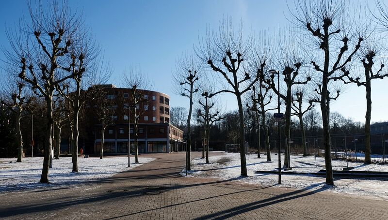 Datei:Platanen im Gegenlicht 26.jpg