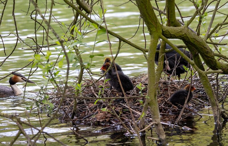 Datei:HOPPE Blässhühner Nest.jpg