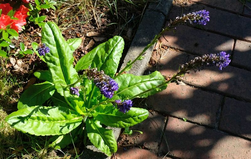 Datei:Wulfenie 25.jpg