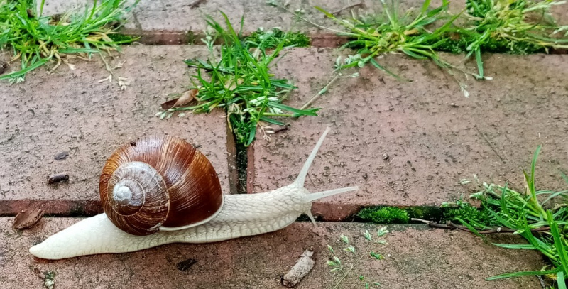 Datei:Weinbergschnecke Fußweg.jpg